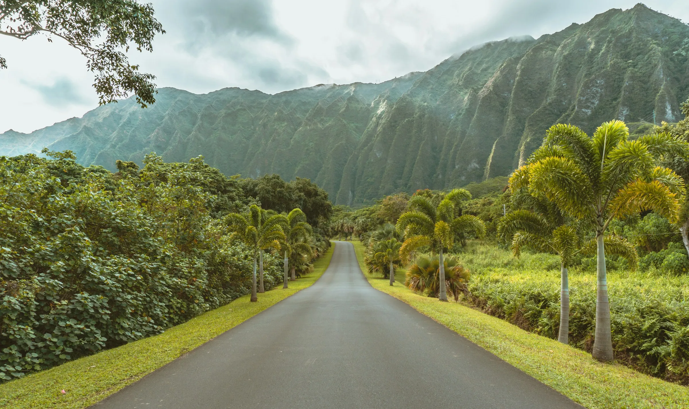 A quiet, palm-lined road leading toward the lush, cloud-wrapped Koʻolau mountains at Hoʻomaluhia Botanical Garden on Oʻahu, Hawaiʻi